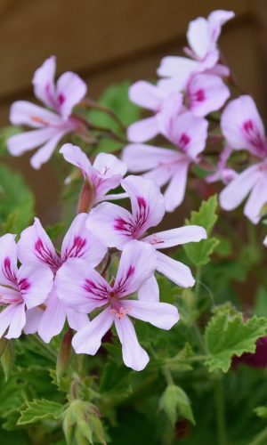 flowers, geranium flowers, geranium with single flowers-5086314.jpg