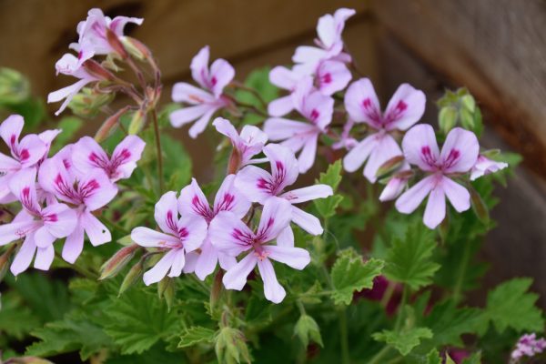 flowers, geranium flowers, geranium with single flowers-5086314.jpg