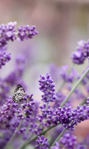 lavender, purple, butterfly-5256271.jpg