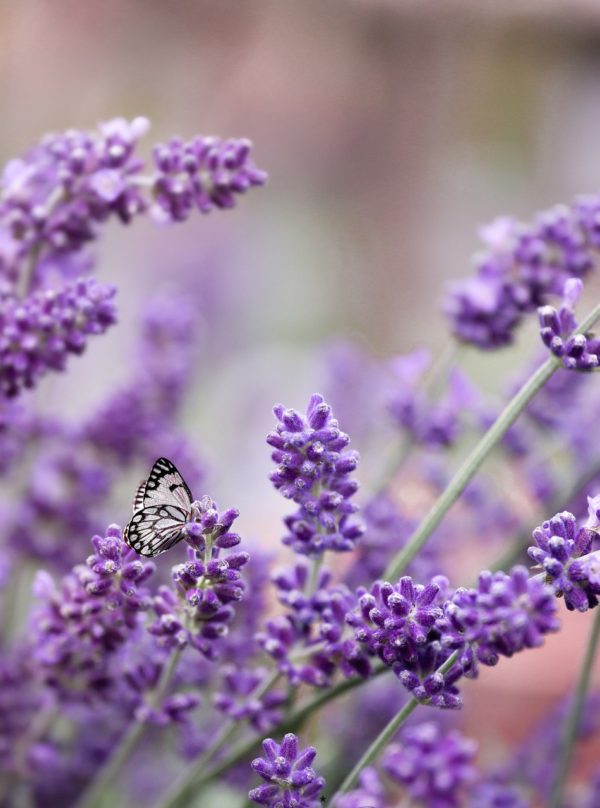 lavender, purple, butterfly-5256271.jpg