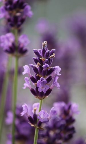 lavenders, flowers, purple flowers-3479492.jpg