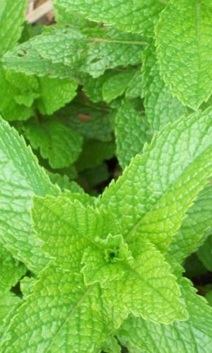 mint, herb, plant-83061.jpg