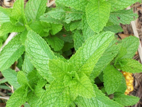 mint, herb, plant-83061.jpg