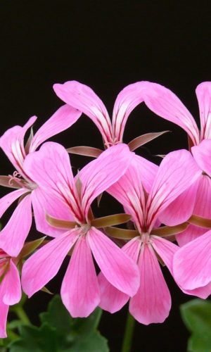 pelargonium, bloom, flower-409238.jpg