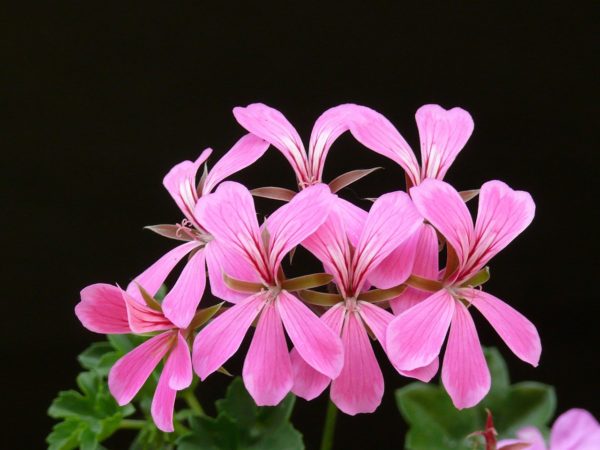 pelargonium, bloom, flower-409238.jpg