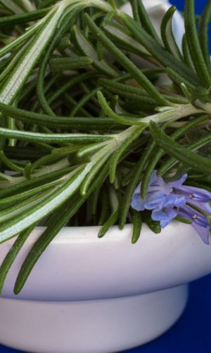 rosemary, culinary herbs, herbs-1409060.jpg