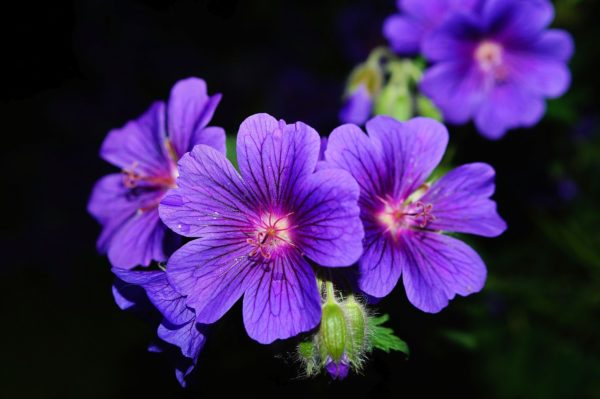 flowers, purple flowers, caucasian crane's-bill-356919.jpg