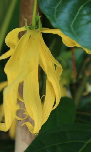 ylang-ylang, yellow, antique flower-2791870.jpg